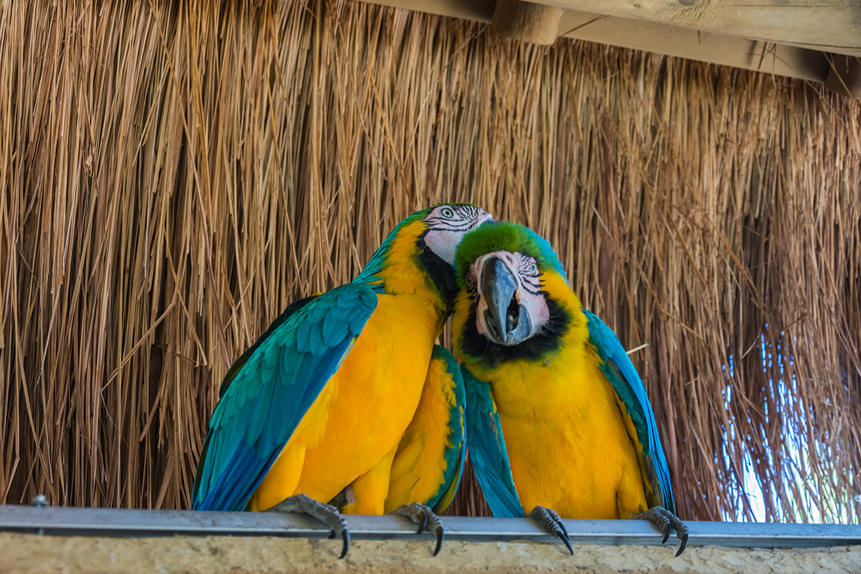 Vibrant macaws in their daily routine.